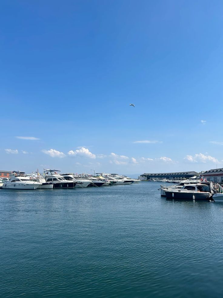 FLORYA AKVARYUM TURU